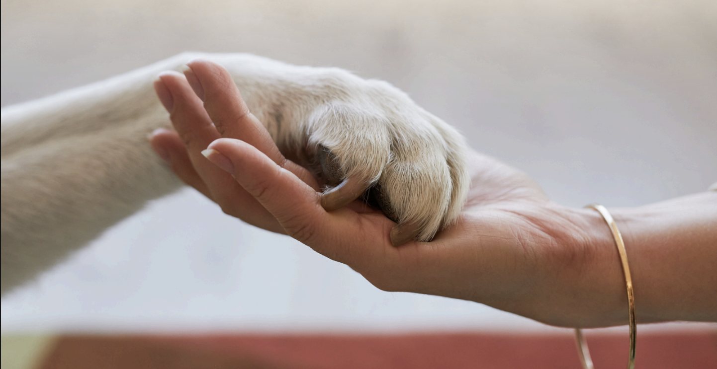 A pet parent's hand cradling their dog's paw