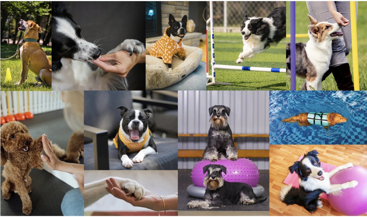 Tula brand photography style: candid, joyful moments between dogs and their people